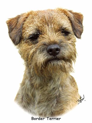 Border Terrier 9A21D-19_2.jpg